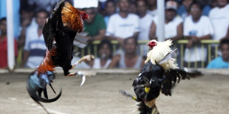 Dự đoán chọi gà Philippines