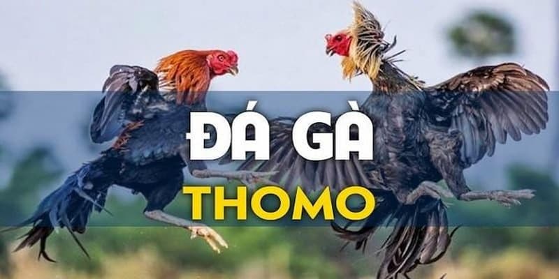 Tìm hiểu để hiểu được đá gà thomo là gì?