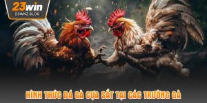 Hình thức đá gà cựa sắt tại các trường gà